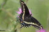 Butterflies  (Lepidoptera) of the FWG