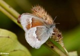 Common ringlet (Coenonympha tullia)