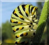 Black swallowtail (<em>Papilio polyxenes</em>) caterpillar