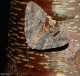 The Penitent underwing moth (Catocala neogama), #8798