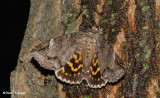 Locust underwing (<em>Euparthenos nubilis</em>), #8719