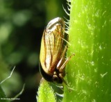 Treehopper (Acutalis tartarea)