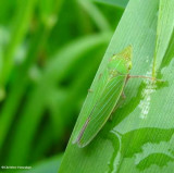 Leafhopper (<em>Draeculacephala zeae</em>)