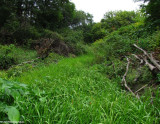 The Ravine