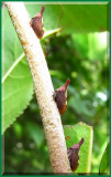 Treehoppers (Enchenopa ) all in a row
