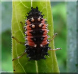 Asian ladybeetle larva
