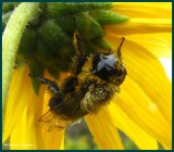 Very wet bumblebee  on uderside of sunflower