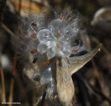 Common Milkweed seeds