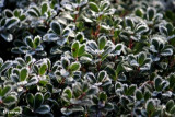 Bearberry