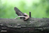 Mushroom hung on log by red squirrel