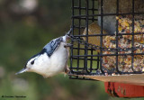 White-breasted nuthatch at suet