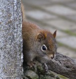 Red squirrel peering around the corner of the centre