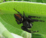 Jumping spider(<em>Phidippus clarus</em>)