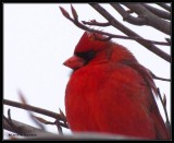 Northern cardinal, male