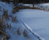 Beaver tracks