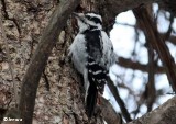 Female Downy woodpecker