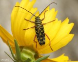 Locust borer  (<em>Megacyllene robinia</em>) 