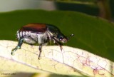 Japanese beetle/Scarabee-japonais