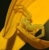Female Goldenrod Crab spider (<em>Misumena vatia</em>)