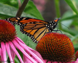 Monarch butterfly (<em>Danaus plexippus</em>) on coneflower