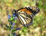 Monarch nectaring on vipers bugloss (<em>Echium vulgare</em>)