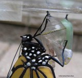Monarch just emerged from chrysalis