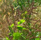 Maple leaved goosefoot (<em>Chnopodium simplex</em>)