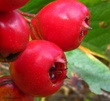 Hawthorn berries