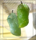 Monarch chrysalises