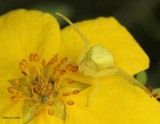 Female Goldenrod Crab spider (<em>Misumena vatia</em>)