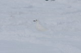 Ivory Gull in Plymouth, MA  Jan 20, 2009