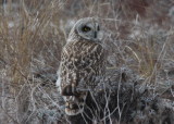 Short-eared Owl  - Duxbury Beach 090322-1