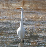 Great Egret, Duxbury, MA   090325-1