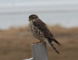 Merlin at roadside - Duxbury Beach 090401