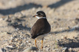 Semipalmated Plover - Duxbury Beach MA  09-15-2009