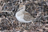 White-rumped Sandpiper  - Duxbury Beach MA -Crescent  10-17-2009