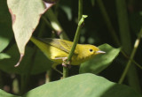 Yellow Warbler -female   Duxbury Beach MA  09-11-2010