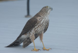 Sharp-shinned Hawk - juvenile - Duxbury, MA - Nov. 20, 2010