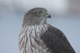 Sharp-shinned Hawk - juvenile - Duxbury, MA - Nov. 20, 2010