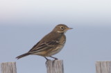 American Pipit - Duxbury Beach, MA  -  Sept. 24, 2012    -   note the long rear talons