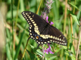Black Swallowtail (<i>Papilio polyxenes</i>)
