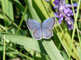 Eastern Tailed Blue (Everes comyntas)