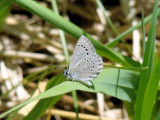 Silvery Blue (Glaucopsyche lygdamus)