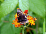 Baltimore Checkerspot (Euphydryas phaeton)
