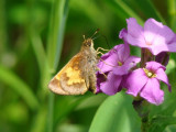 Hobomok Skipper (<i>Poanes hobomok</i>)mok)