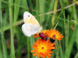Common Ringlet (Coenonympha tullia)