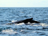 Humpback Whale