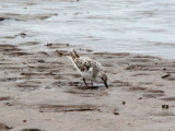 Sanderling