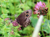Common Wood-nymph (Cercyonis pegala)