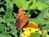 Grey Comma on Lantana (Polygonia progne)